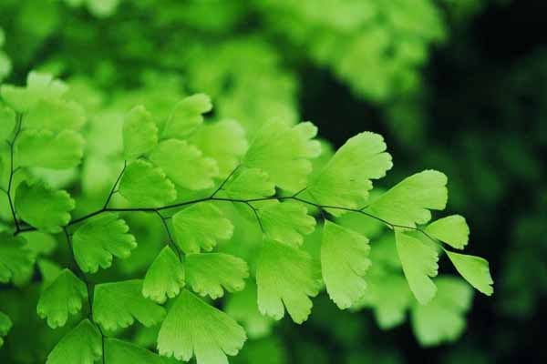 طرز نگهداری گیاه پرسیاوشان